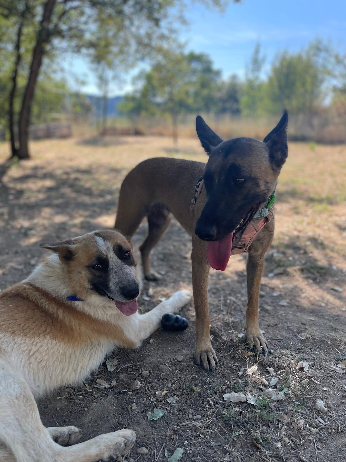 Dos perros descansando a la sombra en una parcela de la residencia