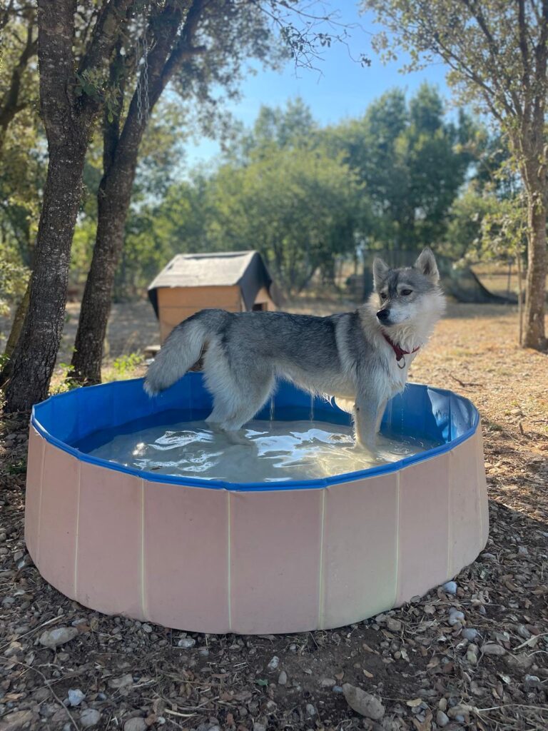 Perro tipo lobo refrescándose dentro de una piscina para perros a la sombra de los árboles