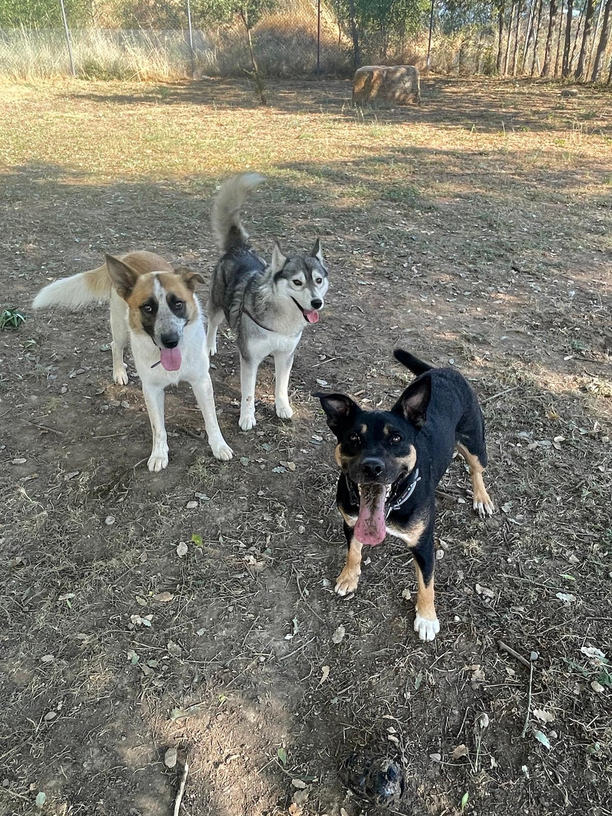 Tres perros juntos en una de las parcelas valladas de la residencia