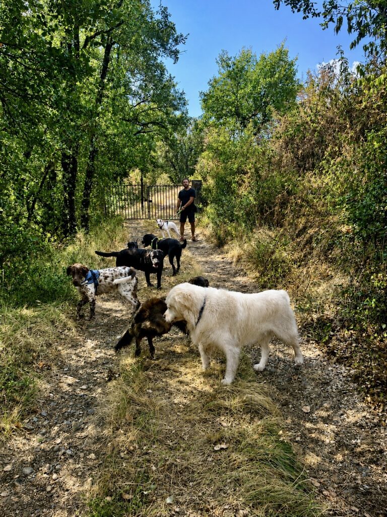 Grupo de perros en un camino entre árboles, con una persona junto a la cancela al fondo