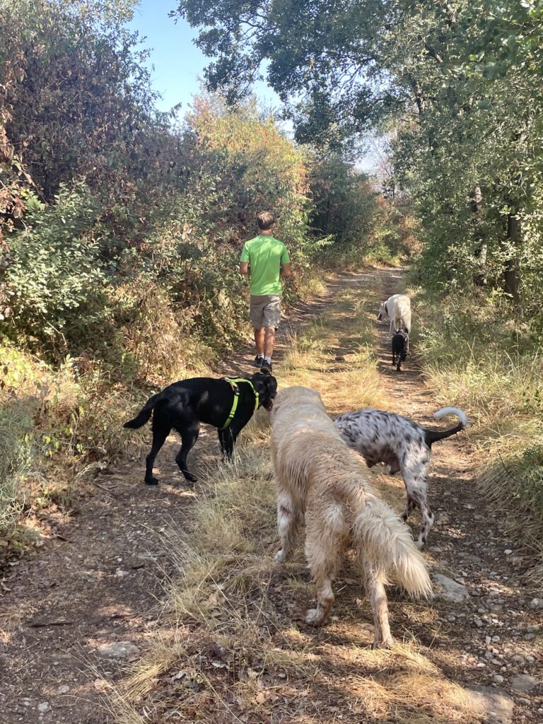 Varios perros siguiendo a una persona por una pista de tierra entre la vegetación