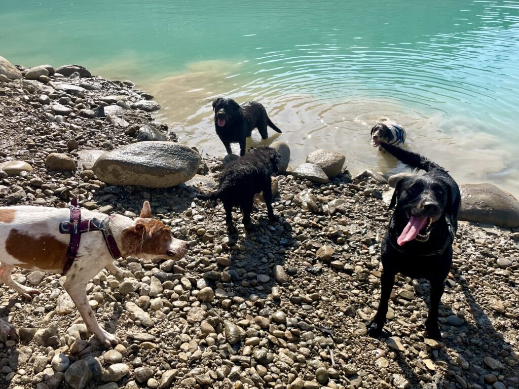 Cinco perros en la orilla de piedras de un embalse de agua turquesa